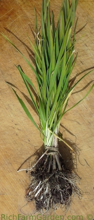 Live Garlic Plant Plugs White German
              Hardneck