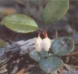 wintergreen plant Gaultheria procumbens evergreen groundcover