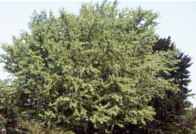 ginkgo biloba tree seed herb
