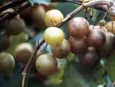 Muscadine grape