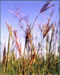 Big Bluestem Andropogon gerardii grass