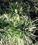 Vanilla grass Sweet Vernal Grass Anthoxanthum odoratum