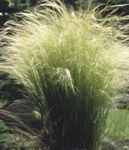 Angel Hair grass Masella Stipa tenuissima