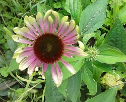 echinacea green twister seed plant