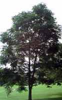 Kentucky Coffee Tree Gymnocladus dioicus Chicot