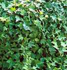 English Ivy Hedera helix vine