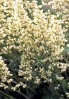 White Heuchera micrantha Perennial flower