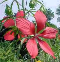 hibiscus coccineus star of texas plant