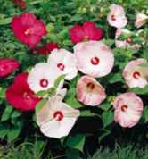 hibiscus moscheutos disco belle rose mallow seed