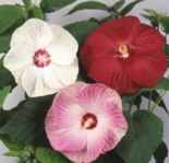 hibiscus pallustris mix