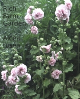 Chaters Double hollyhock Alcea rosea