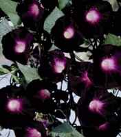 Kniolas Black Ipomoea purpurea Morning Glory