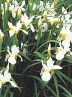 Siberian white Iris siberica