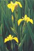Yellow Flag Iris pseudocorus