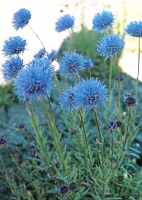 Blue Globe Flower Jasione perennis