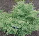 Eastern Red Cedar Juniperus virginiana evergreen tree