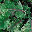 Red Russian Kale Ragged Jack