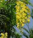 Golden Chain Tree Laburnum watereri