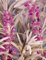 Lady Lavender Lavandula angustifolia
