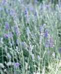 Munstead Lavender Lavandula angustifolia