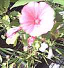 Ruby Regis Lavatera trimetris Perennial