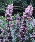 Motherwort Agripalma Hartgespan Leonurus cardiaca