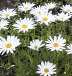 Brightside Shasta Daisy Leucanthemum superbum Perennial flower