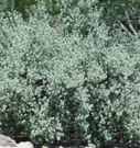 leucophyllum frutescens
