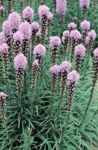 Liatris spicata Gayfeather Purple medicinal flowers perennial