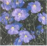 linum lewisii blue flax seed herb
