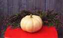 Long Island Cheese squash pumpkin