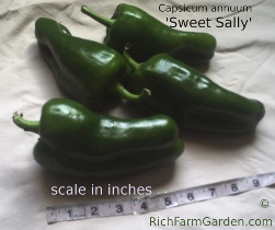 Sweet Long Tall Sally Capsicum annuum green bell LTS
        pepper