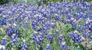 Texas Bluebonnet Lupinus texensis