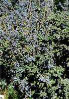 Oregon Grape Mahonia aquifolium Blue barberry