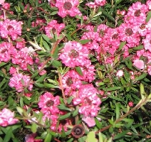 Manuka Blossom Leptospermum scoparium  perennial Culinary Medicinal  shrub