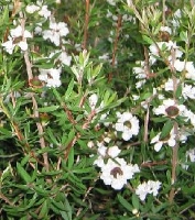Manuka Sunraysia Leptospermum scoparium