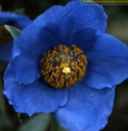 meconopsis betonicifolia Himalayan Blue Poppy