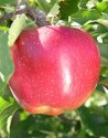 Melrose apple