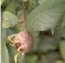 Royal Medlar Mespilius germanica