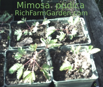 Sensitive Plant Mimosa pudica