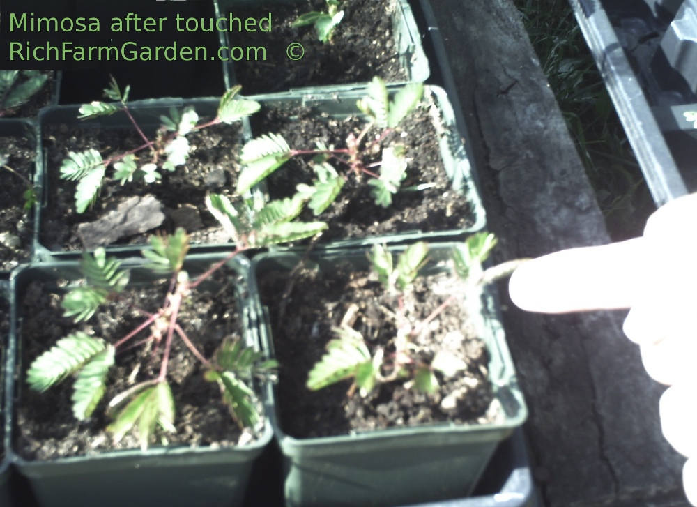 Sensitive Plant - Mimosa pudica after touched