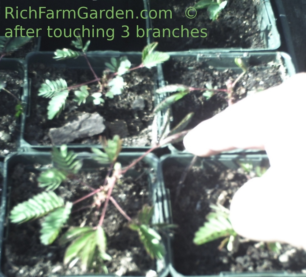 after three branches touched Sensitive Plant Mimosa pudica