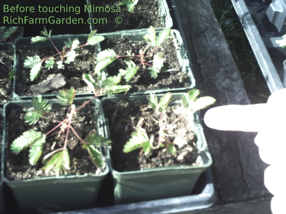 Sensitive Plant - Mimosa pudica before being touched