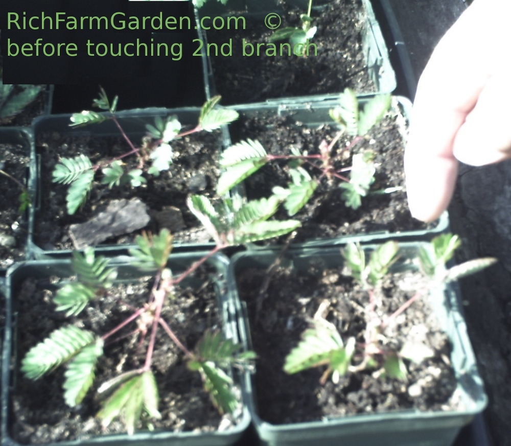 Sensitive Plant Mimosa pudica before touching 2nd branch