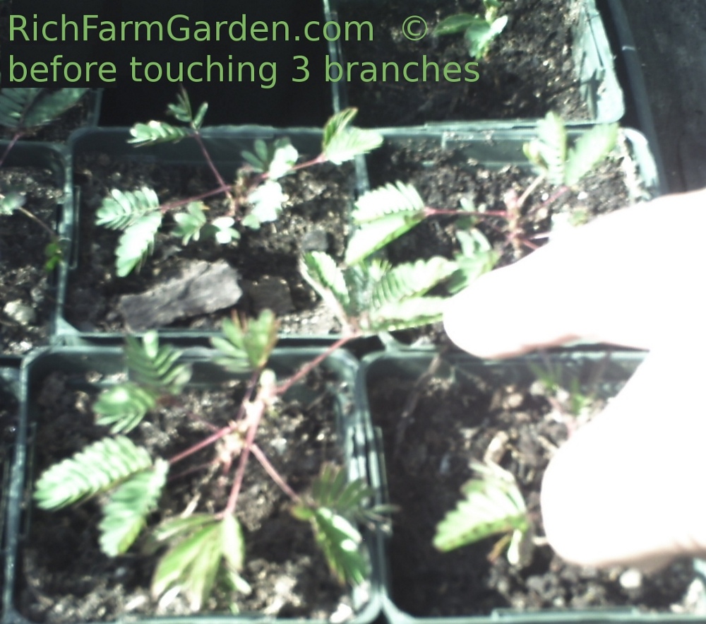Sensitive Plant Mimosa pudica before touching 3 branches