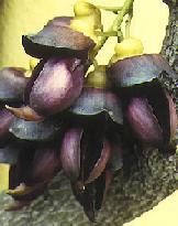 mucuna sempervirens evergreen velvet bean seed plant