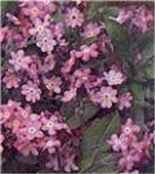 Victoria Pink Forget me not