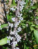 Cerothamnus caroliniensis Tallow shrub Wasnagel Mirika