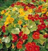 Alaska Nasturtium