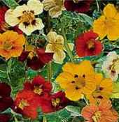 Jewel of Africa nasturtium Tropaeolum majus